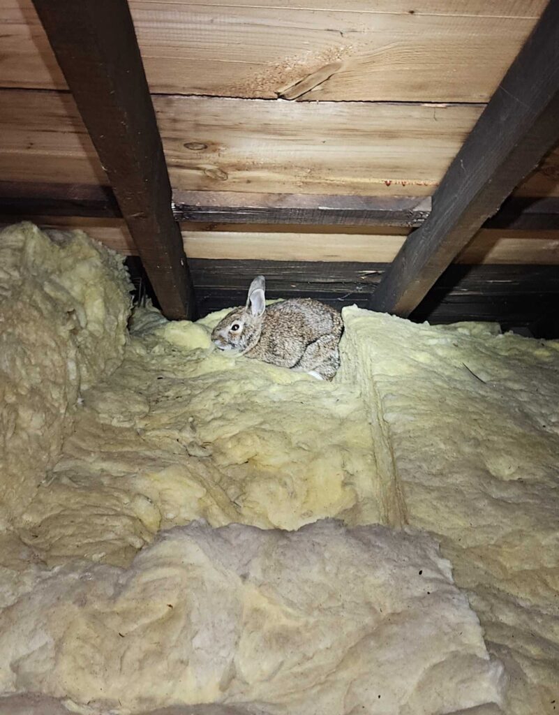 Spider Control Group LLC