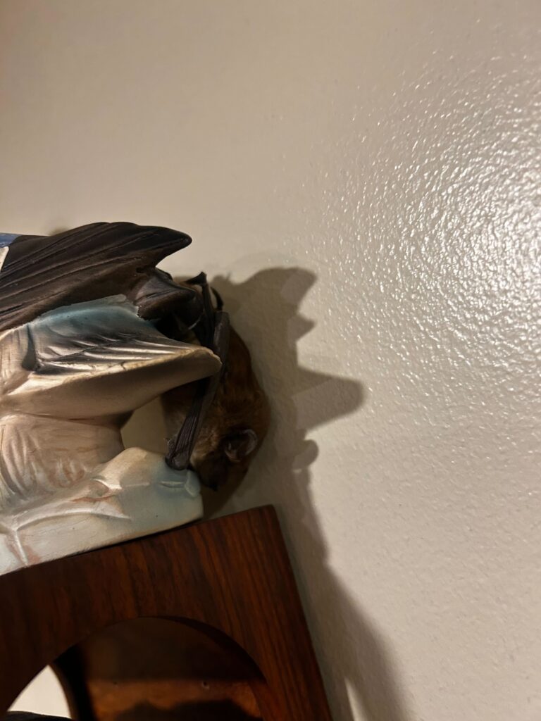 Spider Control Group LLC